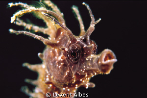 SeaHorse, Bodrum. by Levent Albas 
